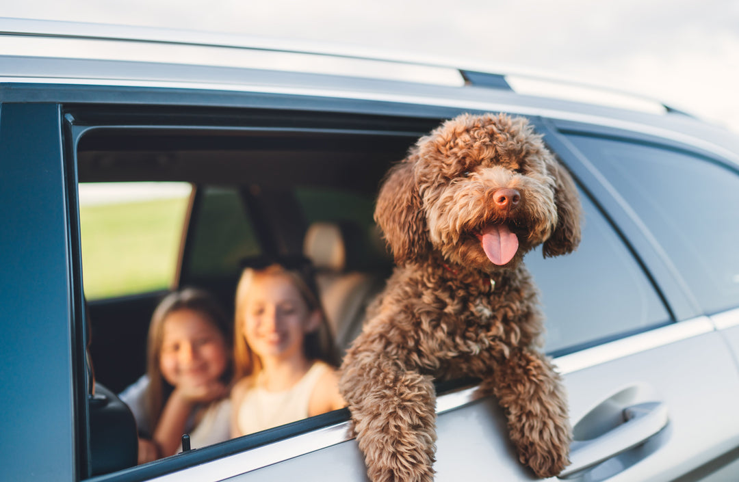 Summer Travel Tips for Pet Parents