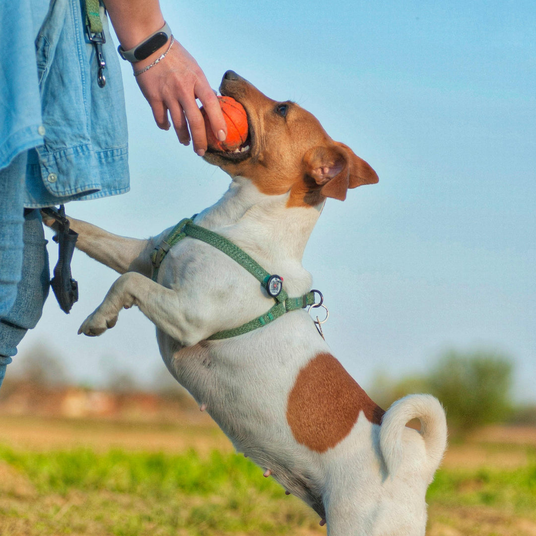 National Pet Month