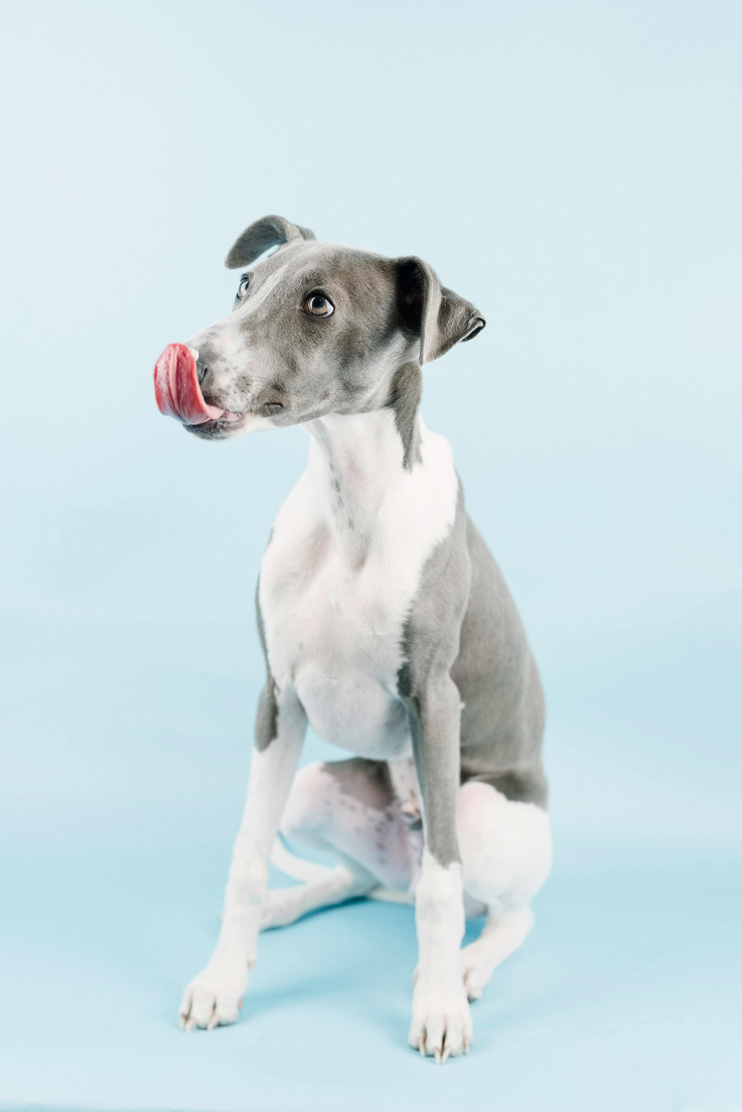 Why Smart Pet Parents Choose A Strong Heart