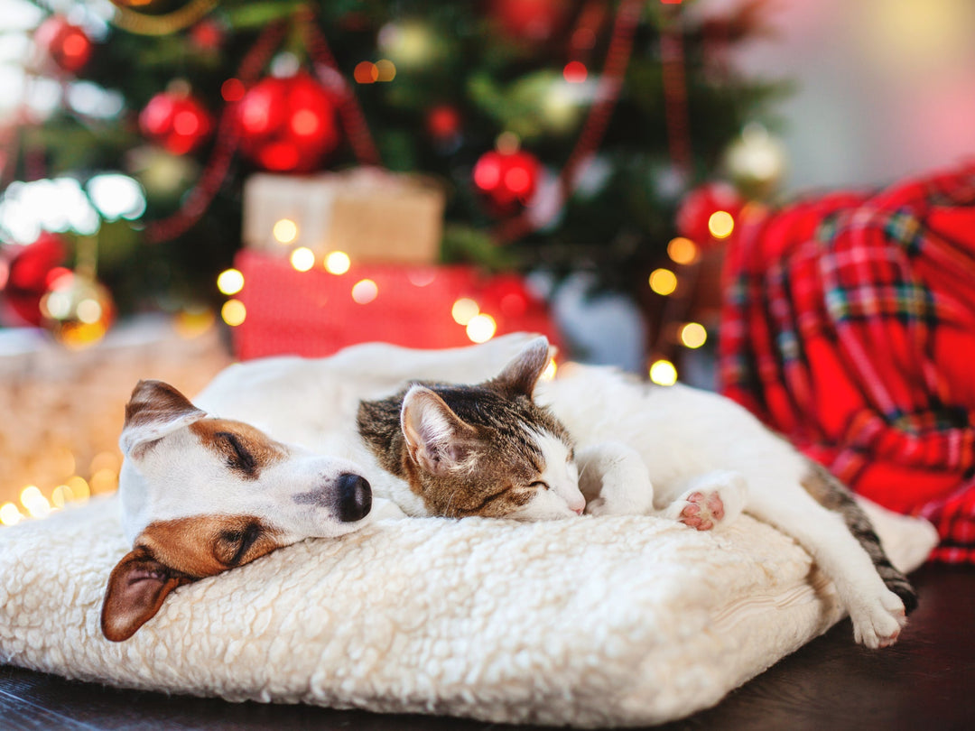 Home for the Holidays: Caring for Dogs & Cats with Intention