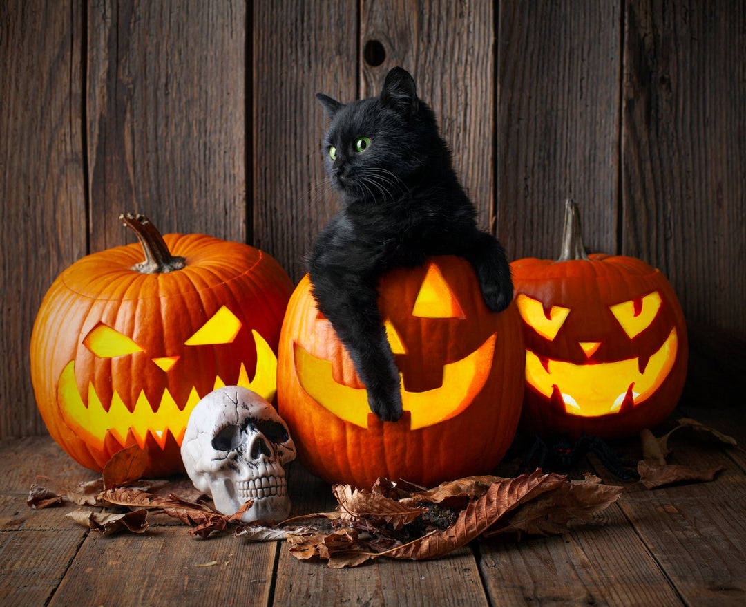 The SPOOOOKY Truth About Black Cats and Halloween*