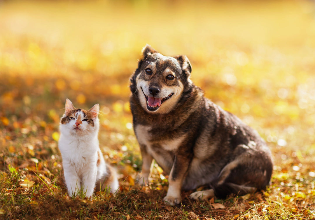 PAWS, WHISKERS, AND GRATITUDE