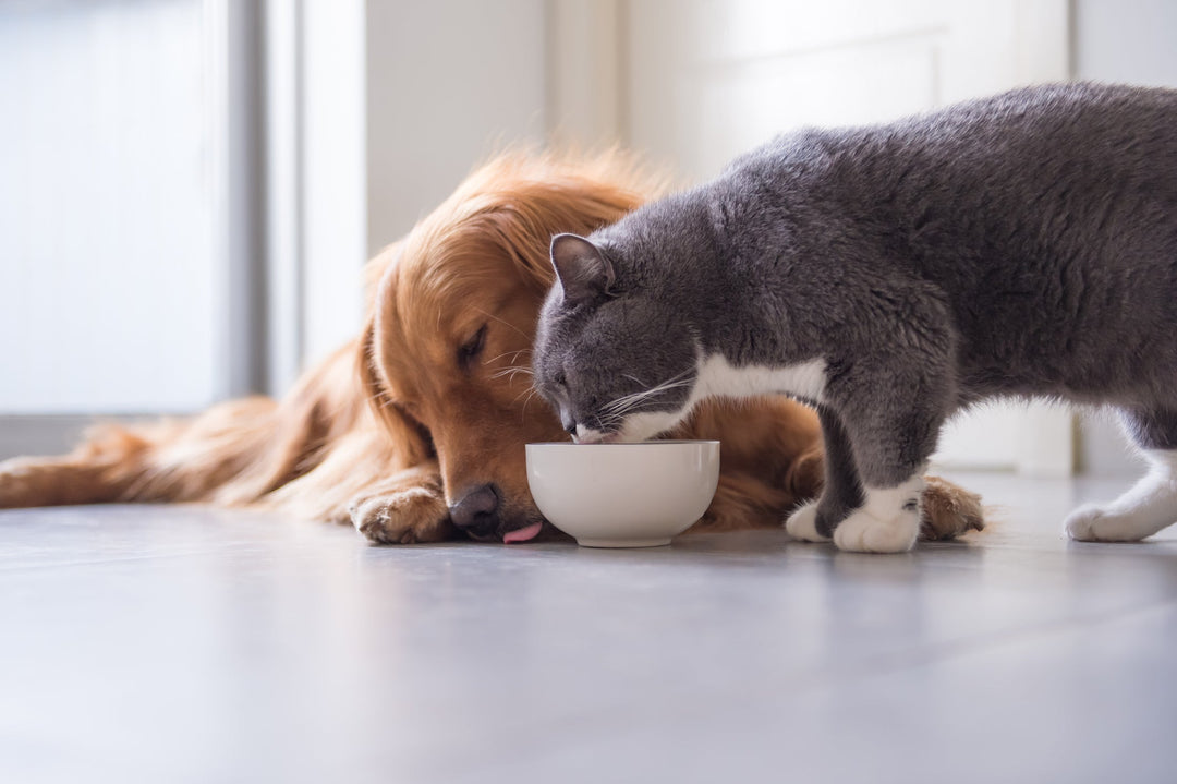 Dogs vs. Cats at Mealtime: What Their Routines Reveal (And Why it Matters!)